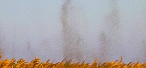 Миллионы насекомых скопились в рой: под Одессой засняли необычный смерч