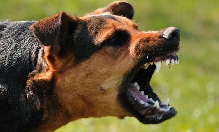 Новость - События - Откусил пятку: на Ветряных горах на ребенка напал агрессивный пес