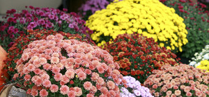 Не пропусти: на Спивочем поле пройдет ежегодный осенний фестиваль хризантем