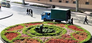 Будем любоваться: в центре Одессы высаживают осенние хризантемы