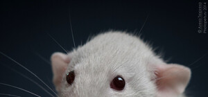 Шкодница: крыса обесточила целую улицу