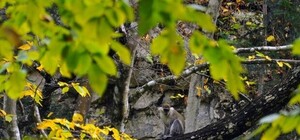 Стало известно, что собираются сделать с обнаруженной в горах Крыма обезьяной