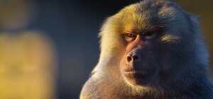 Эксплуатация животных в Одессе: в сеть попал ролик с обезьянкой, которая покусала своего 