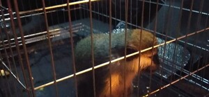 На Приморском бульваре у владельца забрали обезьянку: у нее вырвали клыки