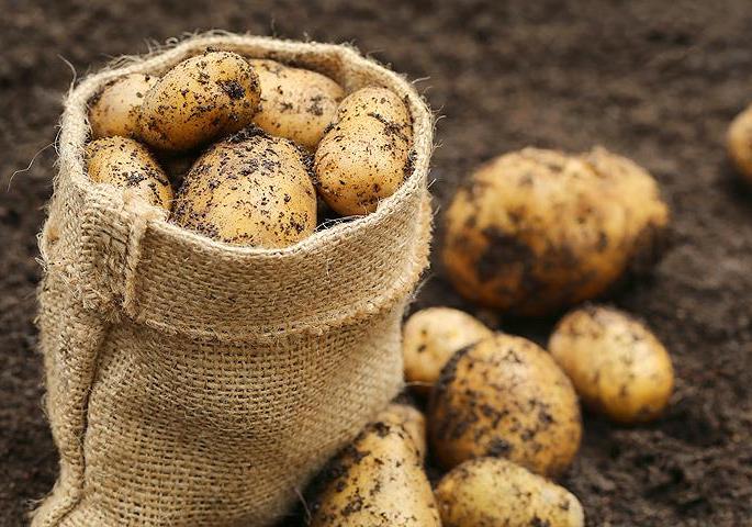Новость - События - На деруны не пойдет: на рынке в Киеве продают белорусскую картошку, напичканную нитратами