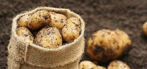 На деруны не пойдет: на рынке в Киеве продают белорусскую картошку, напичканную нитратами