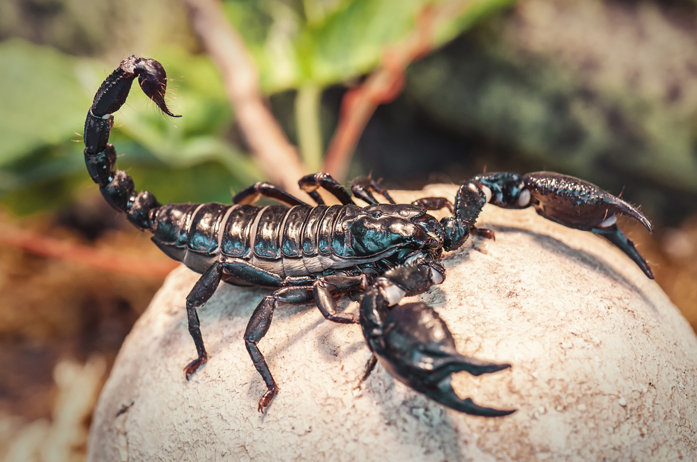 Новость - Досуг и еда - Не пропусти: в Доме природы пройдет выставка улиток, скорпионов и других экзотических животных