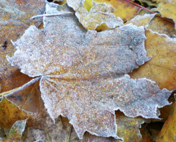 В последний день осени в столицу пришли заморозки. Фото с сайта fotki.yandex.ru.