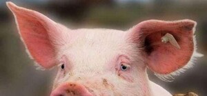 Объявлен карантин: на Полтавщине в двух районах обнаружили африканскую чуму свиней