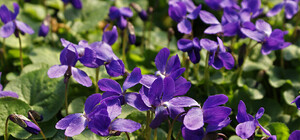 Не пропусти: киевлян зовут на бесплатную выставку фиалок