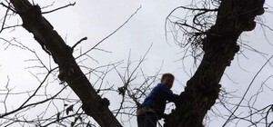 Юный грибник: под Днепром спасли мальчика, который собирал грибы на дереве (видео)