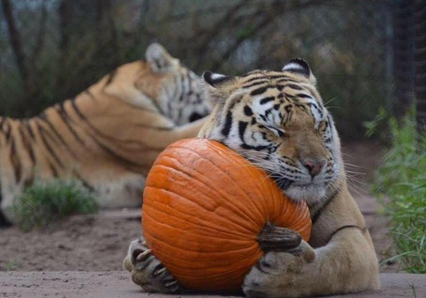 Новость - События - К празднику готовы: к Хеллоуину в киевском зоопарке животных будут угощать тыквой