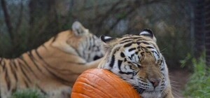 К празднику готовы: к Хеллоуину в киевском зоопарке животных будут угощать тыквой