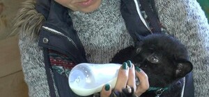 Новорожденного пантеренка в экопарке под Полтавой выкормила кошка: как он живет сейчас