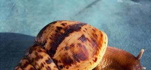 Приходи посмотреть: в Доме природы проходит выставка экзотических животных