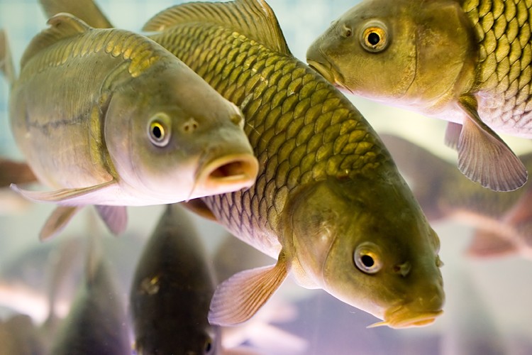 Новость - События - Не пропусти: в Днепр выпустят 250 тысяч мальков рыбы