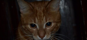 Котеек жалко: на Нивках массово травят бездомных животных