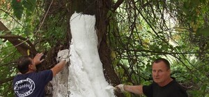 Верховная Рада массово спасает шелковицу Шевченко