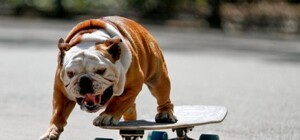 Найди другое место: в сквере Театральном запретили кататься на велосипедах, роликах и скейтах