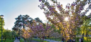 Не покладая рук: в парке 