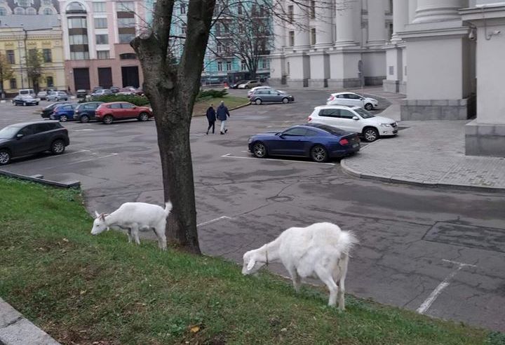 Новость - События - Получи ответ: почему в центре Киева возле МИДа постоянно пасутся козы