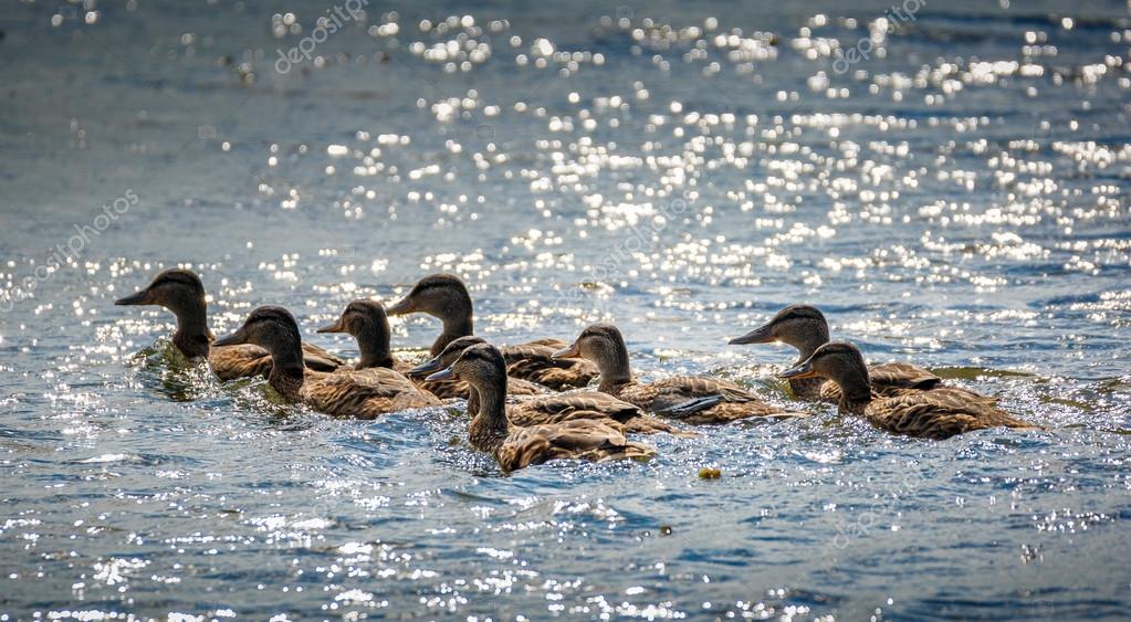 Новость - События - Чтобы клювик не замерз: зоозащитники эвакуировали со столичных озер уток