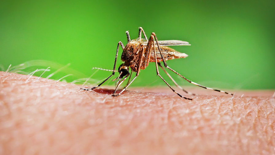 Новость - События - Неожиданно: в столице зафиксировали девять случаев малярии