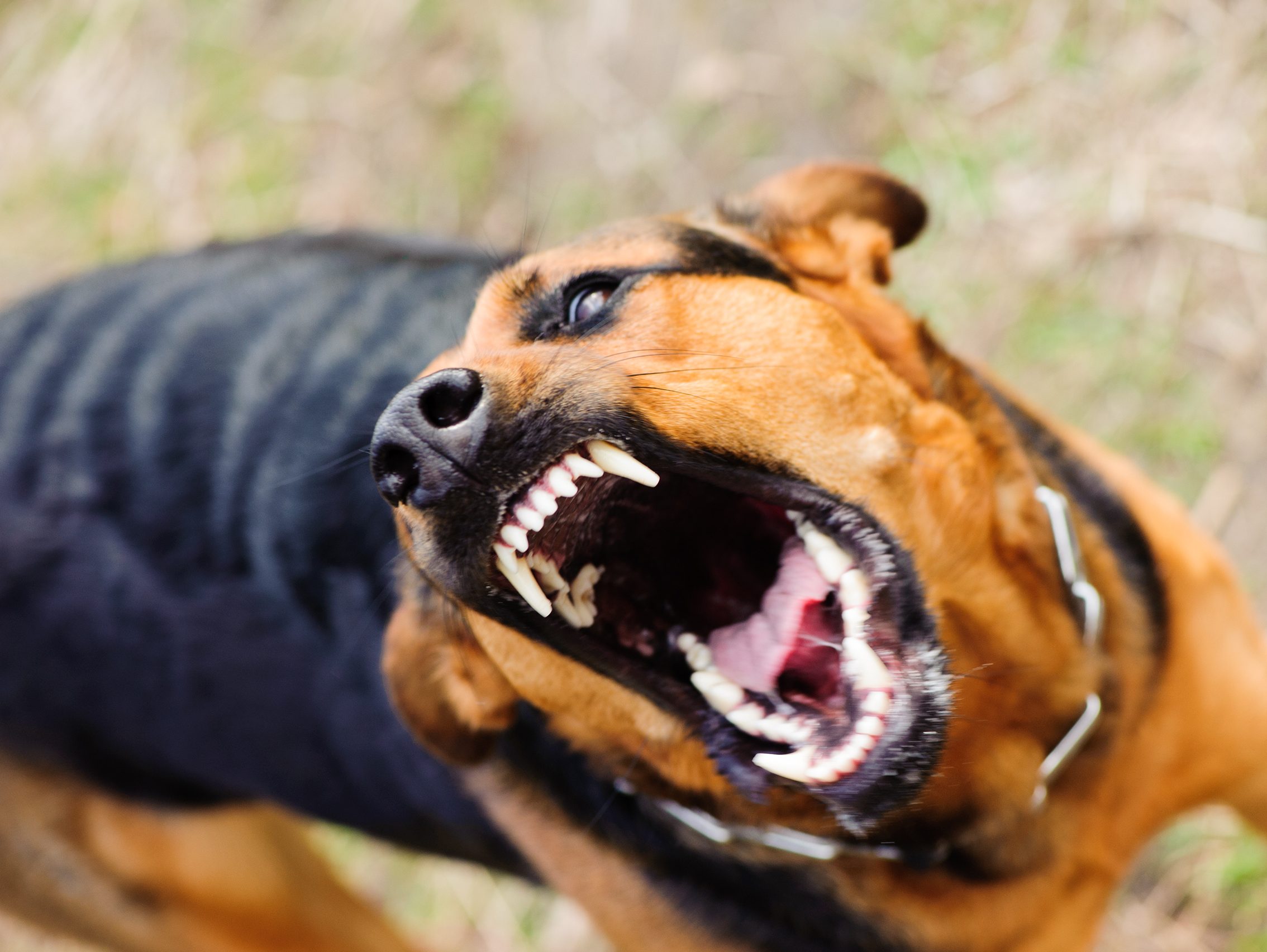 Новость - События - Показала зубы: в Киевской области женщина натравила собаку на прохожих с ребенком