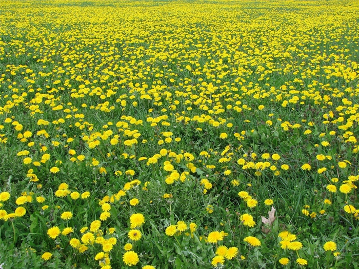 Новость - События - Почти весна: на Борщаговке заметили цветущие одуванчики и жимолость