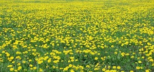 Почти весна: на Борщаговке заметили цветущие одуванчики и жимолость