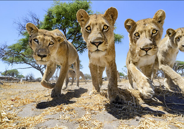Новость - События - На свободу: пятерых львов из Бердянского зоопарка отправили в Южную Африку