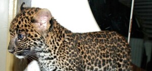 Маленький Казанова: во сколько обошелся леопард Одесскому зоопарку