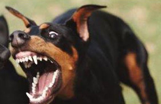 Собака бывает кусачей только от жизни собачьей...
Фото с сайта focus.ua