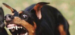 Дворняжки с начала года искусали несколько тысяч киевлян 