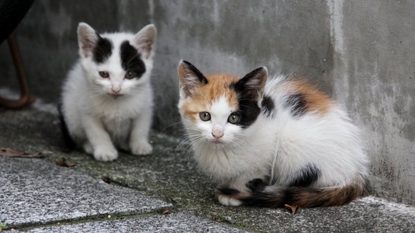 Новость - События - Следи за питомцем: на Нивках снова травят бездомных котов