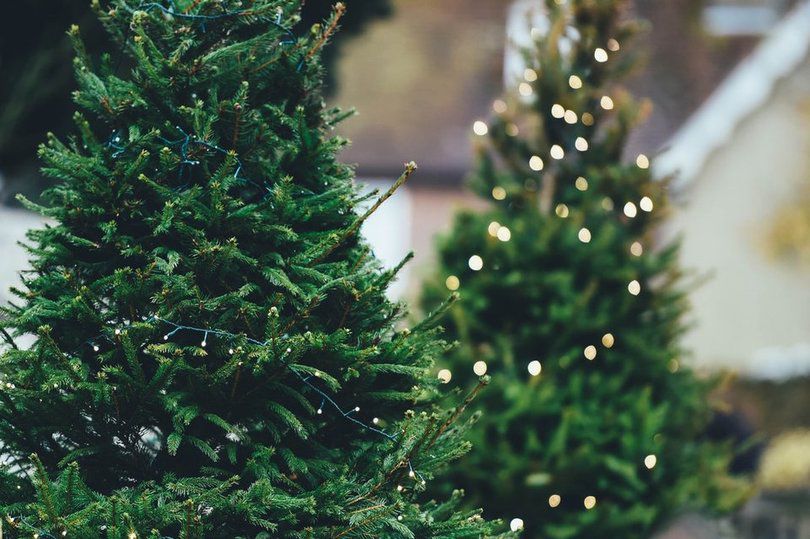 Новость - События - Куда сдать елку после новогодних праздников: адреса