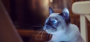 Заведения года: стали известны лучшие места Киева по версии читателей Vgorode.ua