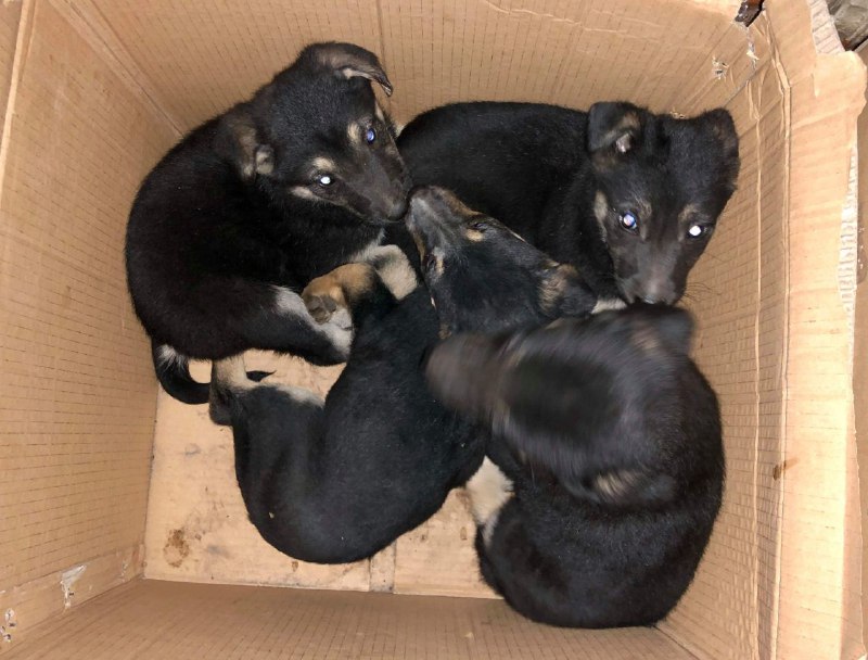 Новость - События - Более 4 часов: на Харьковском зоозащитники спасли щенков из-под бетонных завалов