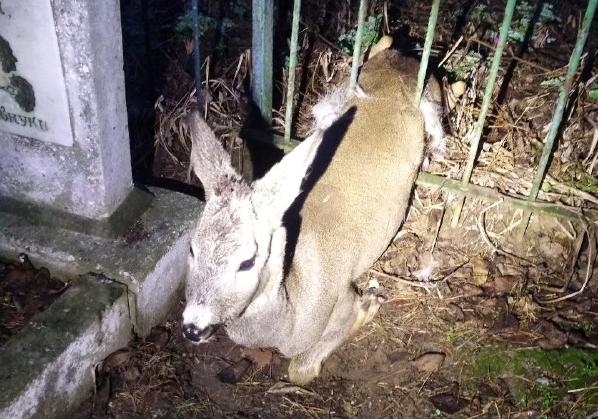 Новость - События - Невезучее животное: под Киевом зоозащитники спасли косулю на кладбище