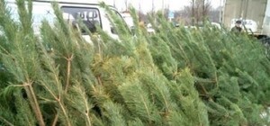 Покупая елку, ищите штамп