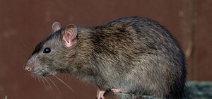 Відео не для слабкодухих: у Львові щур накинувся на чоловіка й кота