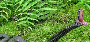 Аномальное потепление: на ДВРЗ заметили агрессивных змей