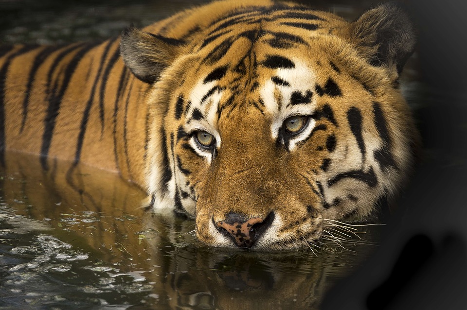 Новость - События - Игрушки надоели: на заброшенной базе в Киеве найдены шесть тигров в ужасном состоянии. Видео