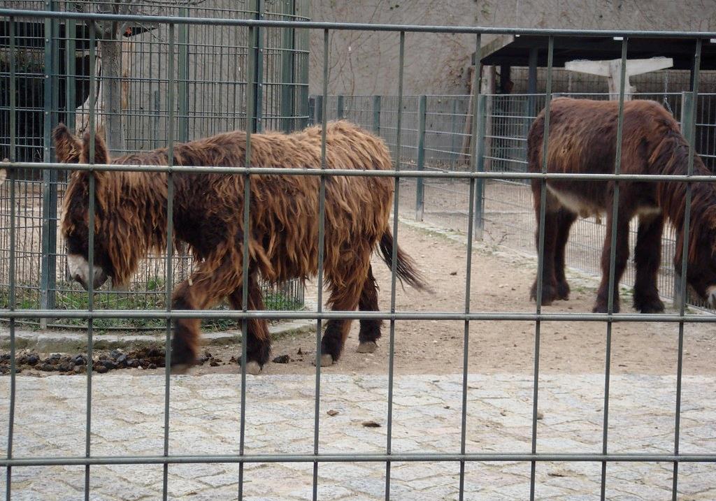 Новость - События - Под Киевом мужчина морил голодом более сорока животных: что грозит владельцу мини-зоопарка
