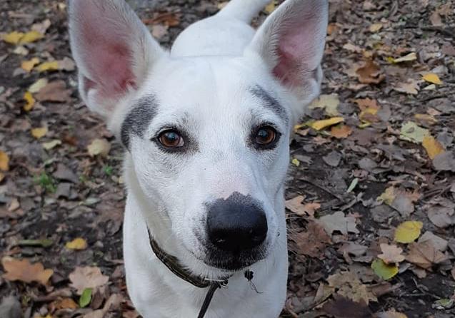 Что за люди: на Гагарина украли привязанную у магазина собаку