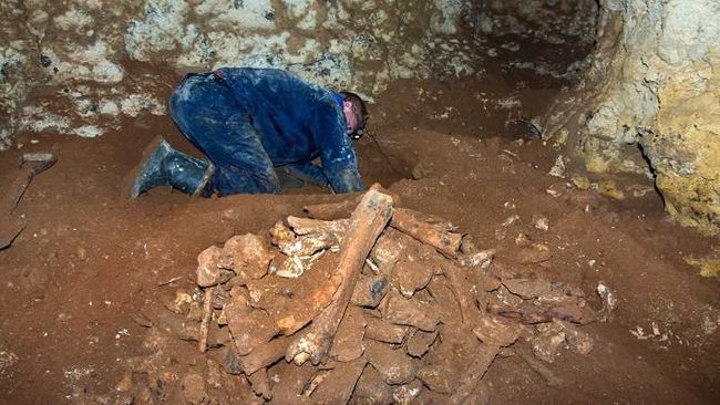 Получи ответ: каким животным принадлежат кости в пещере 