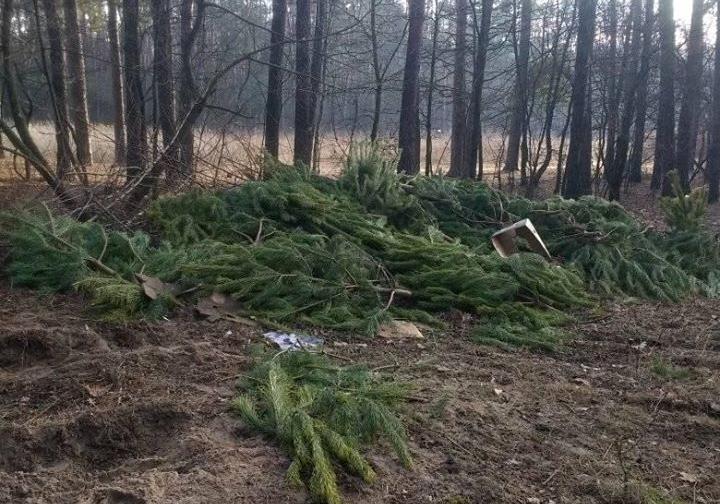 Новость - События - Фотофакт: на Новобеличах в лесу обнаружили свалку из елок