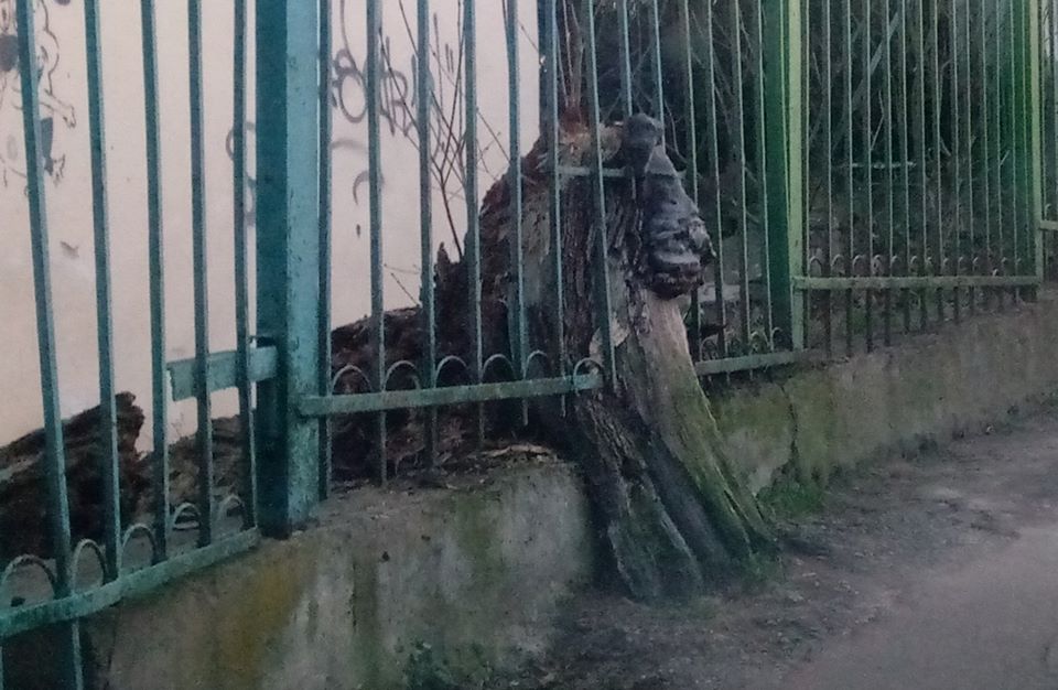 Тільки ві Львові: пень зрубаного дерева 