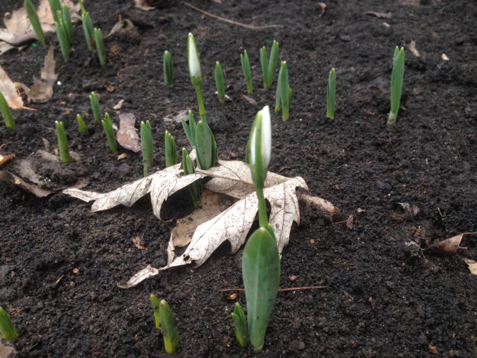 12 месяцев по-харьковски: в городе распустились подснежники