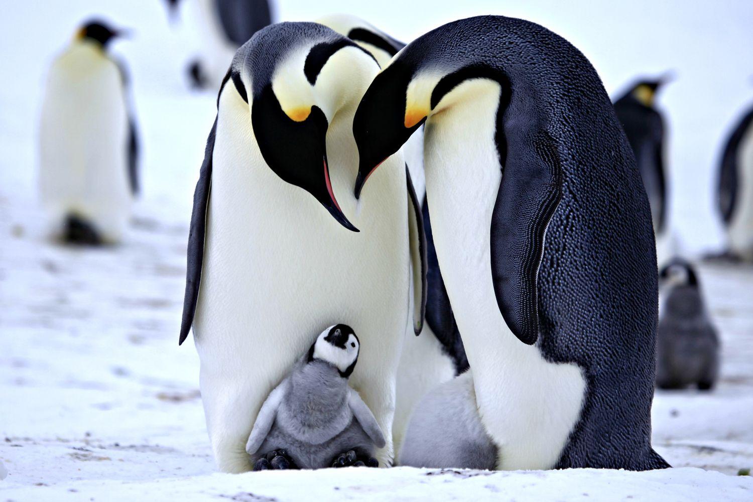 Новость - События - Отметь День осведомленности о пингвинах вместе с Афанасием: какой сегодня праздник, курс валют и биткоина, погода, цены на бензин